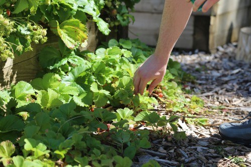 Foothold Cymru growing scheme