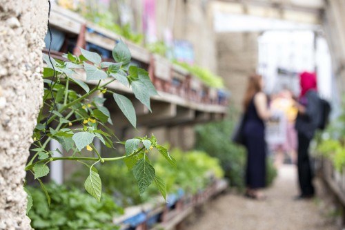 The Skip Garden