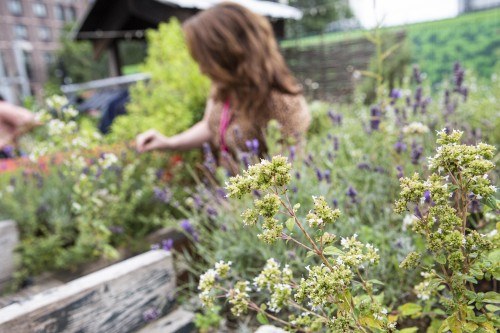 The Skip Garden