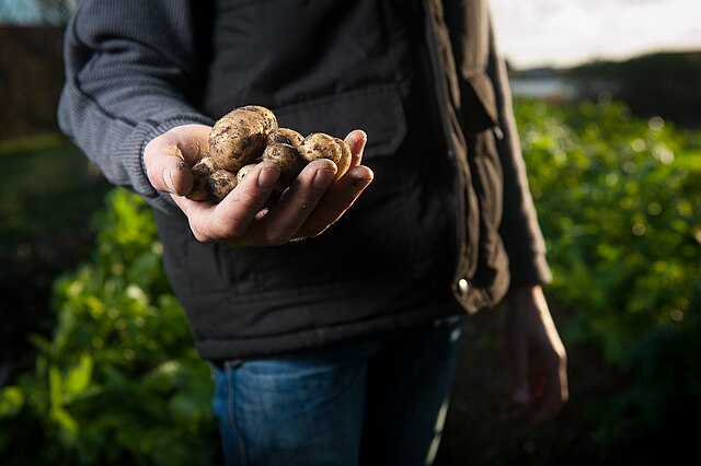 A person in a field holding a handful of unwashed small potatoes 