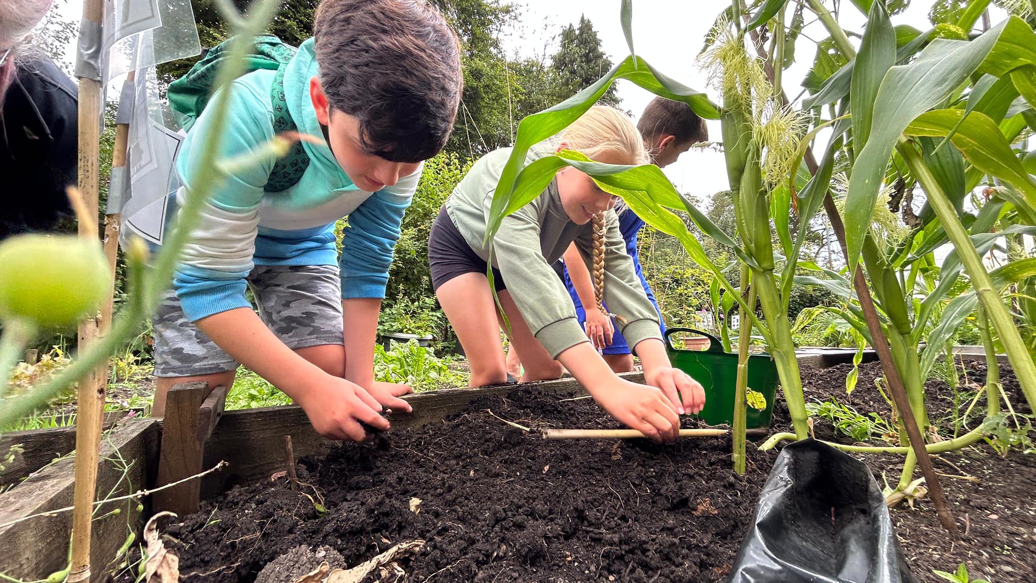 Plant yn plannu hadau mewn gwely llysiau